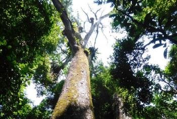 Hike in the Hacienda Barú Wildlife Refuge, South Pacific, Costa Rica photo